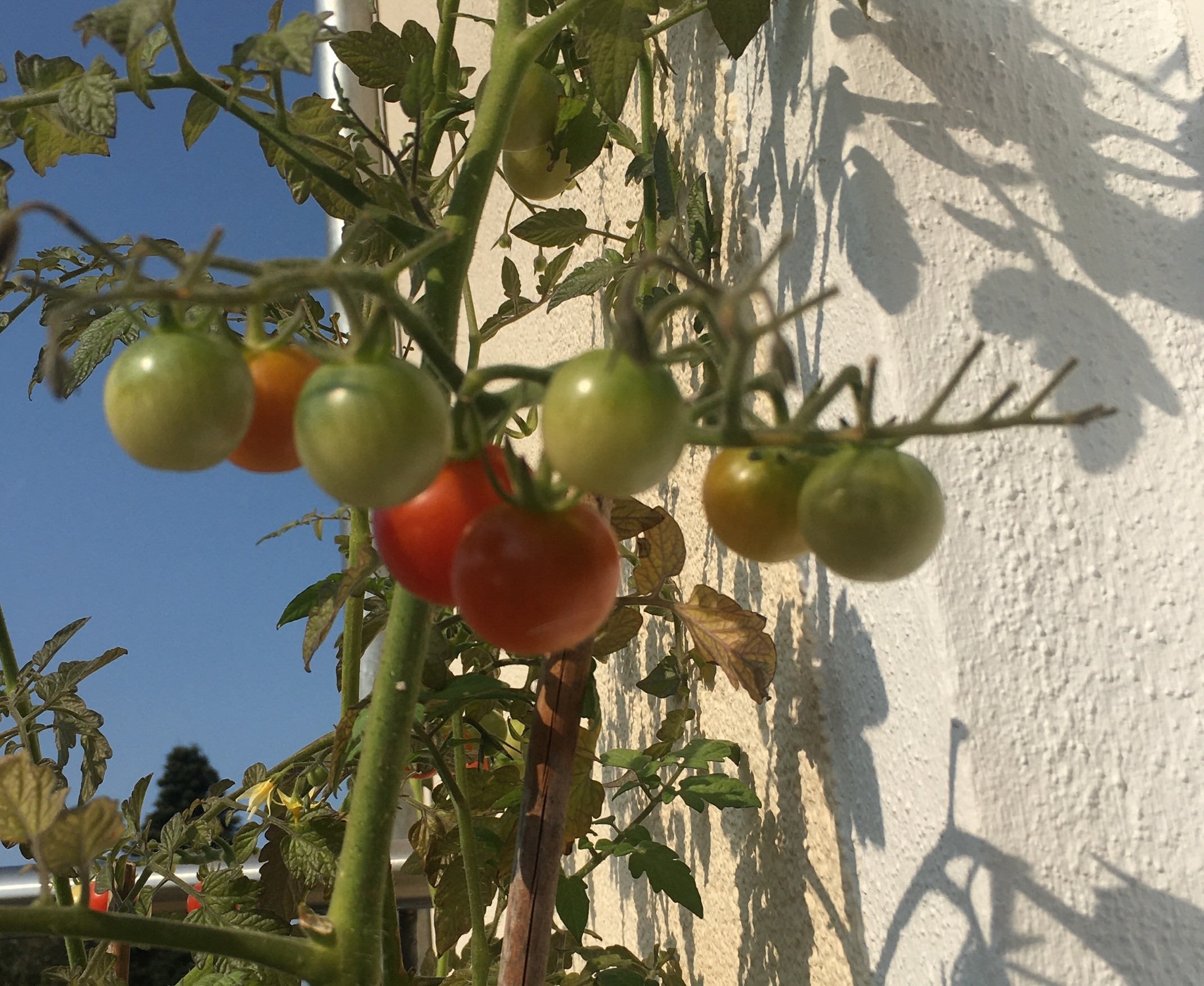 Tomaten